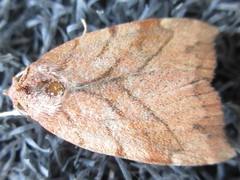 Macrochthonia fervens