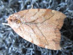 Macrochthonia fervens