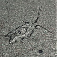 Barea atmophora