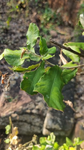 Lowveld Brachylaena