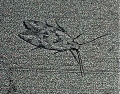 Barea atmophora