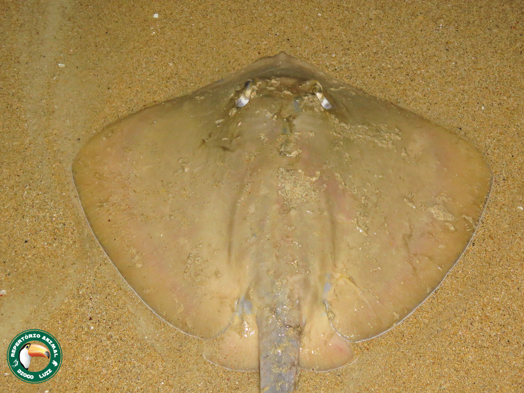 Groovebelly Stingray (Dasyatis hypostigma)