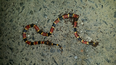 Micrurus tener microgalbineus