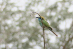 Merops cyanophrys