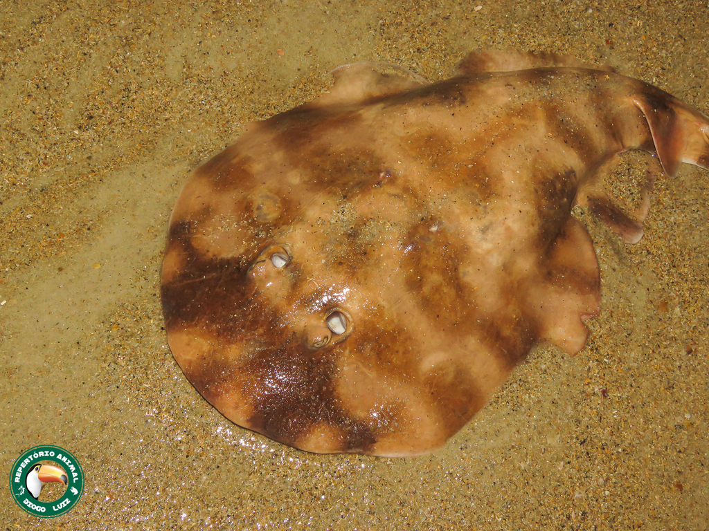 Lesser Numbfish
