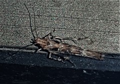 Pyroderces falcatella