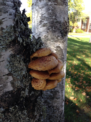 Pholiota