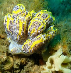 Botrylloides magnicoecus