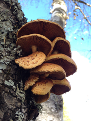 Pholiota