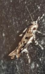 Pyroderces falcatella