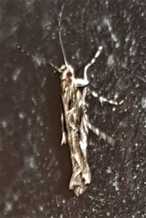Pyroderces falcatella