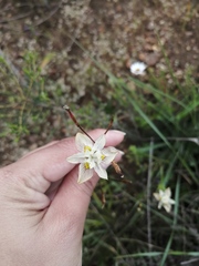 Moraea gawleri
