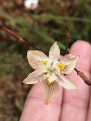 Moraea gawleri
