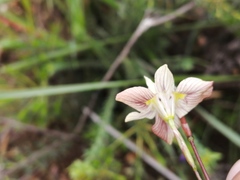 Moraea gawleri