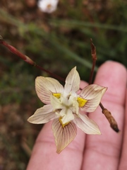 Moraea gawleri