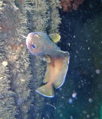 Lotella rhacina