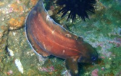 Lotella rhacina