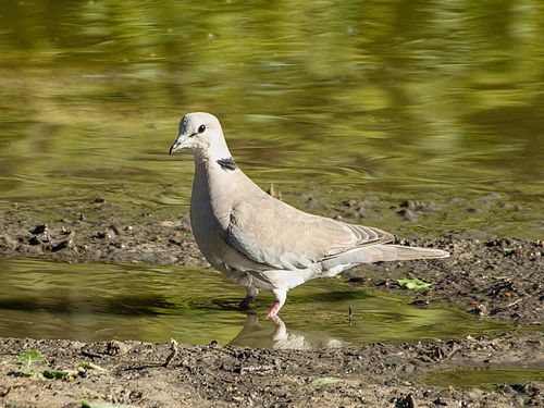 Cape Turtle Dove