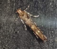 Pyroderces falcatella
