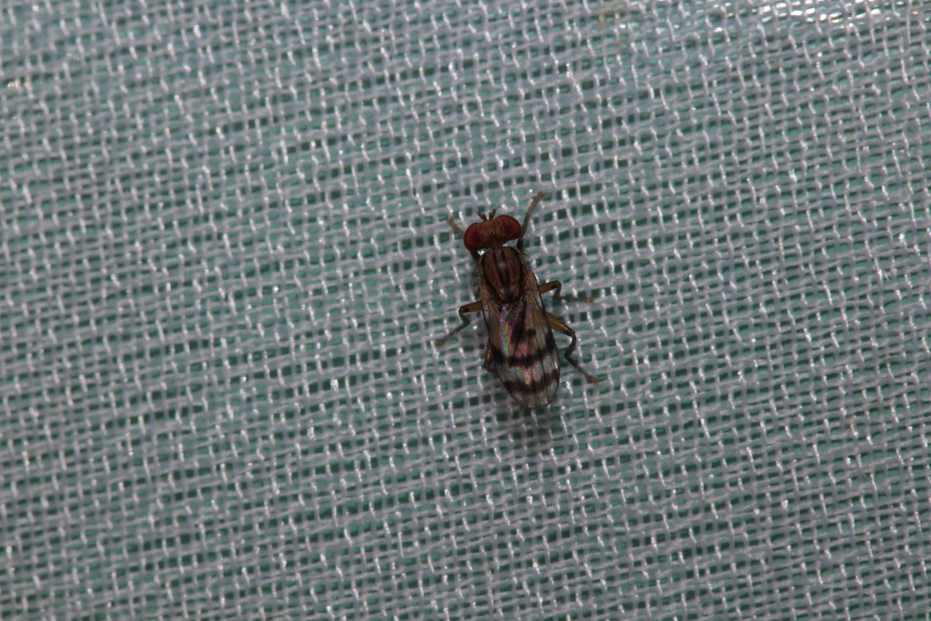 Colobaea bifasciella