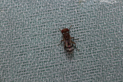 Colobaea bifasciella