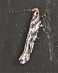 Pyroderces falcatella