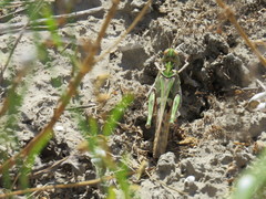 Oedaleus decorus