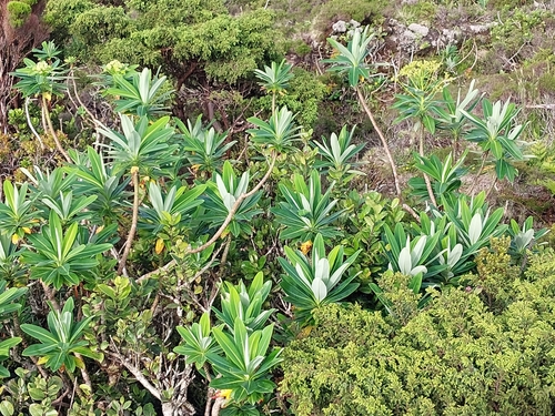 Euphorbia stygiana