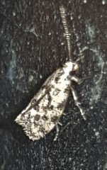Barea atmophora