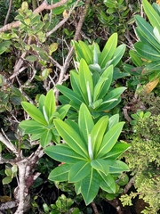 Euphorbia stygiana, photograph (c) Stuart Cable, some rights reserved (CC BY)
