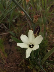 Sparaxis grandiflora fimbriata