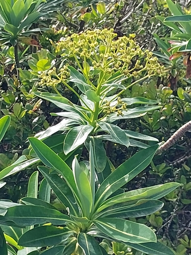 Euphorbia stygiana, photograph 2