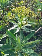 Euphorbia stygiana, photograph (c) Stuart Cable, some rights reserved (CC BY)