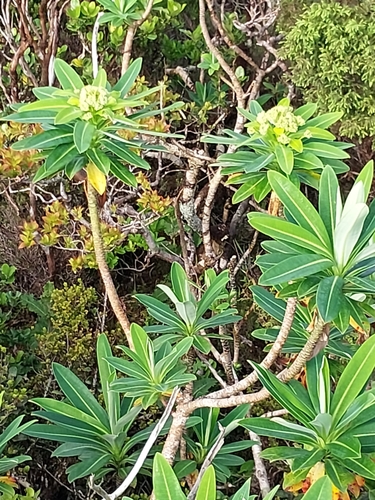 Euphorbia stygiana, photograph 3