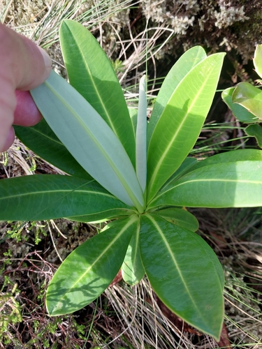 Euphorbia stygiana, photograph 4