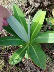 Euphorbia stygiana, photograph (c) Stuart Cable, some rights reserved (CC BY)