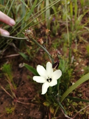 Sparaxis grandiflora fimbriata