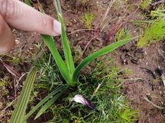 Sparaxis grandiflora fimbriata