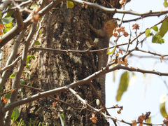 Acanthocercus atricollis