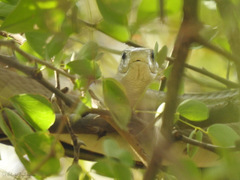 Dendroaspis polylepis