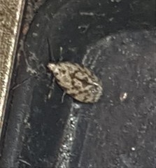 Barea atmophora