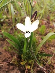 Sparaxis grandiflora fimbriata
