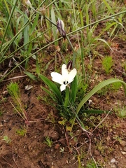 Sparaxis grandiflora fimbriata