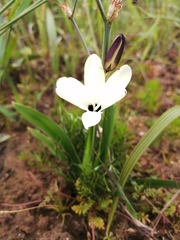 Sparaxis grandiflora fimbriata