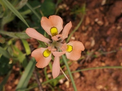 Moraea papilionacea