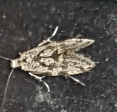 Barea atmophora