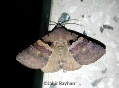 Avatha noctuoides