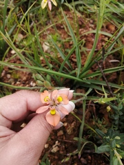 Moraea papilionacea