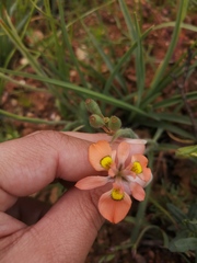 Moraea papilionacea