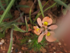 Moraea papilionacea